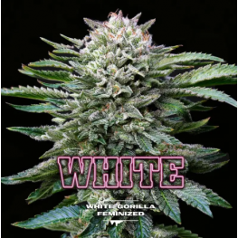 White Gorilla (x4)